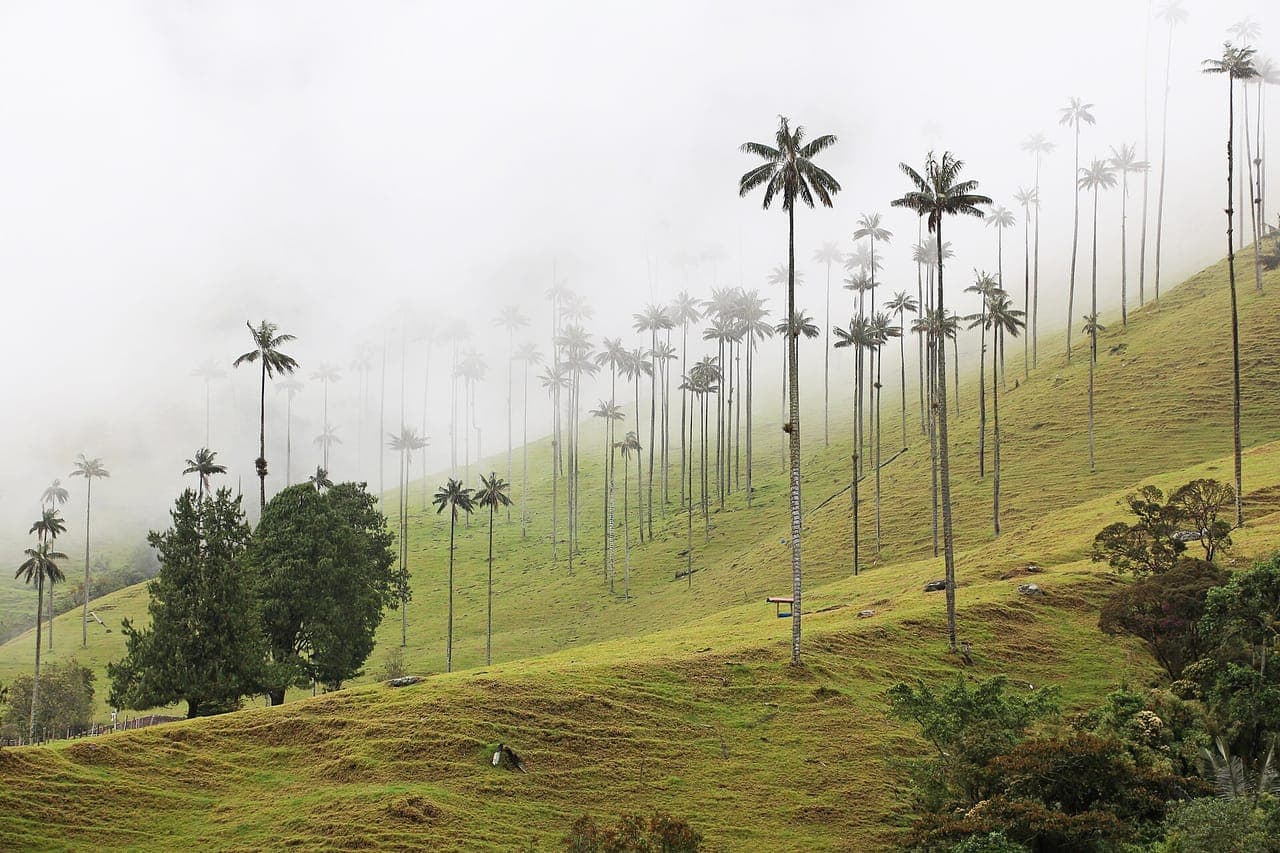 Palmas de cera entre la neblina en el Valle de Cocora